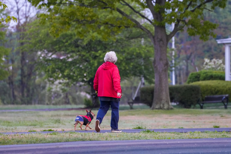 Older woman with white hair walking a small dog along a park path
